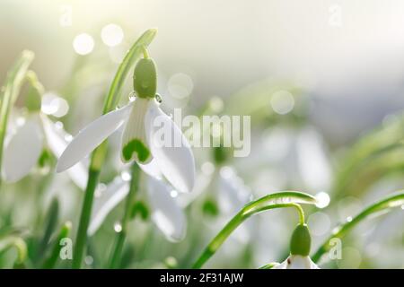 Weiße Schneeglöckchen blühen im sonnigen Garten. Osterhintergrund. Stockfoto