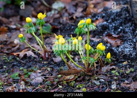 Winterakonit. Eranthis hyemalis. Winterhellebore. Winter Wolf Fluch. Gelbe Blüten auf Pflanzen, die in gehackten Rindenmulch wachsen Stockfoto