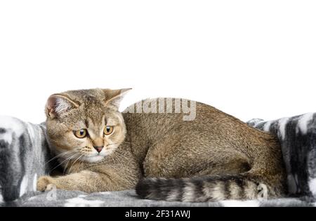 Grau reinrassige Jungtiere Schottische gerade Chinchilla liegt auf einem weißen Hintergrund Stockfoto