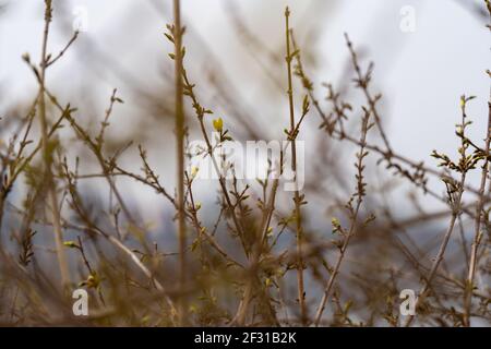 Es ist ein warmer Frühlingstag, also ging ich in einen nahe gelegenen Park, um Frühlingsblumen zu finden und zu fotografieren. Stockfoto