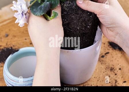 Eine Frau transplantiert ein blühendes Violett in einen neuen Topf, in dem sie heimisch wird. Stockfoto