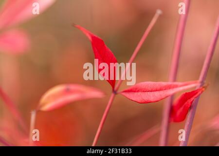 Es ist ein warmer Frühlingstag, also ging ich in einen nahe gelegenen Park, um Frühlingsblumen zu finden und zu fotografieren. Stockfoto