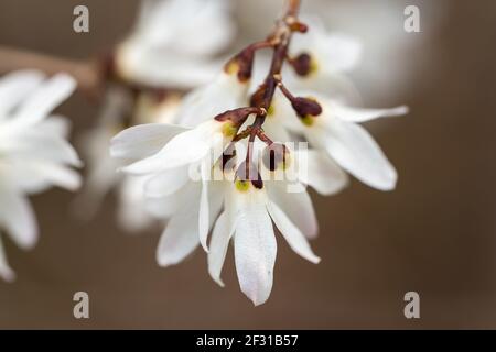 Es ist ein warmer Frühlingstag, also ging ich in einen nahe gelegenen Park, um Frühlingsblumen zu finden und zu fotografieren. Stockfoto