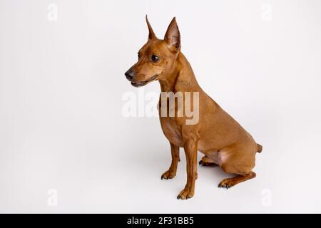 Miniatur schwarz und braun pinscher liegt auf weißem Hintergrund isoliert. Hochwertige Fotos Stockfoto