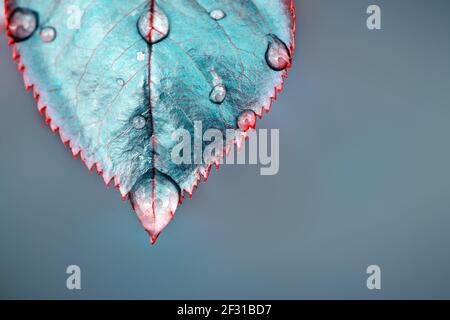 Rosenblätter nach Regen mit großen und kleinen klaren Wassertropfen aus der Nähe. Stockfoto