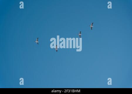 Eine wunderschöne Aussicht auf eine Gruppe von Vögeln, die hoch aufragen Im klaren blauen Himmel an einem sonnigen Tag Stockfoto