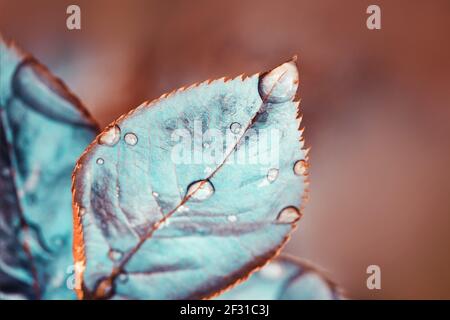 Rosenblätter nach Regen mit großen und kleinen klaren Wassertropfen aus der Nähe. Stockfoto