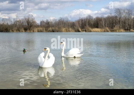 Zwei weiße Schwäne (Cygnus olor) und männliche Stockente (anas platyrhynchos) Auf dem Wasser mit Birkenwald und blauen Himmel mit Weiße und dunkle Wolken im Hintergrund Stockfoto