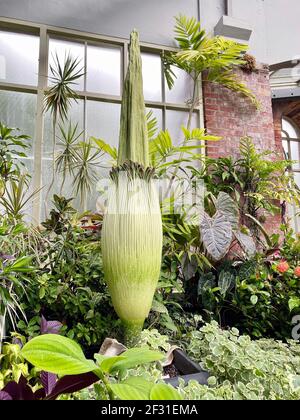 Amorphallus titanum, der titan arum, ist eine blühende Pflanze mit dem größten unverzweigten Blütenstand der Welt. Die Talipot-Palme, Corypha umbracu Stockfoto