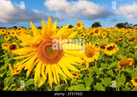 Helle Sonnenblumen vor einem blauen Himmel Stockfoto
