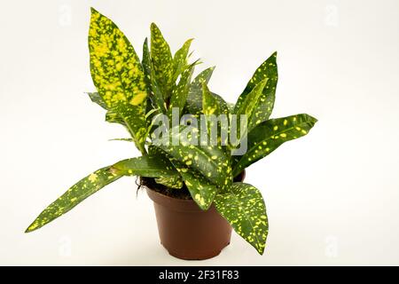 Aucuba japonica im Topf mit weißem Hintergrund, Draufsicht Stockfoto