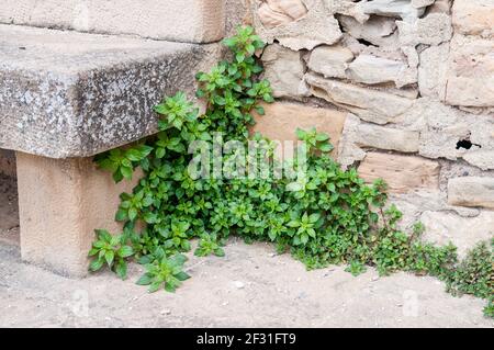 Parietaria officinalis, östliches Pellitory-of-the-Wall, Flechte, neben einer Steinbank auf der Straße, Talamanca, Katalonien, Spanien Stockfoto