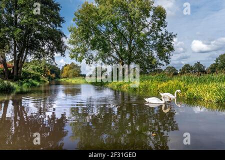 River Wey Navigations ruhige Landschaft mit weißem Paar von stumm Schwäne auf der Suche nach Nahrung unter dem Schilf in der Herbstsaison River Wey Senden Surrey UK Stockfoto
