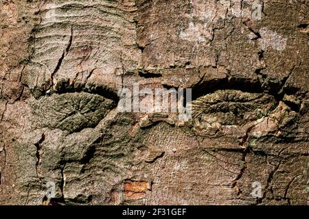 Die Augen Haben Es! Zwei, elliptische Knoten-Narben auf einem Baumstamm, die zwei Augen auf einem menschlichen Gesicht ähneln. Stockfoto