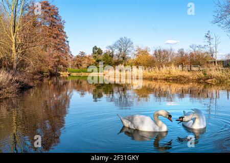 Schwäne auf Calm River Wey spielen ihre verspielte jährliche Paarungsrituale im Frühjahr auf dem National Trust River Wey Navigations Surrey Großbritannien Stockfoto