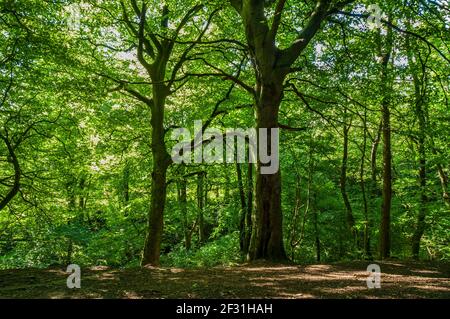 Frühlingssonne durch dichte Bäume in Conygree Wood, Gleadless Valley, Sheffield. Stockfoto