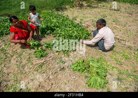 Gautam Buddh Nagar, Indien. März 2021, 14th. Dhan Singh, 47 mit seiner Frau Rajwati, 45, Vertragsbauern, die in Noida Spinat ernten, um auf dem nächsten Gemüsemarkt verkauft zu werden.Vertragsbauern arbeiten seit mehr als 25 Jahren. (Foto von Pradeep Gaur/SOPA Images/Sipa USA) Quelle: SIPA USA/Alamy Live News Stockfoto