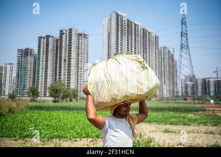 Gautam Buddh Nagar, Indien. März 2021, 14th. Jai Prakash, 20, ein Lohnbauer, der in Noida einen Sack Spinat trägt, um auf dem nächsten Gemüsemarkt verkauft zu werden.Vertragsbauern arbeiten seit mehr als 25 Jahren. (Foto von Pradeep Gaur/SOPA Images/Sipa USA) Quelle: SIPA USA/Alamy Live News Stockfoto