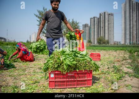 Gautam Buddh Nagar, Indien. März 2021, 14th. RAM Babu, 26, ein Lohnbauer, der in Noida Spinat erntet und auf dem nächsten Gemüsemarkt verkauft wird.seit mehr als 25 Jahren arbeiten Lohnbauern. (Foto von Pradeep Gaur/SOPA Images/Sipa USA) Quelle: SIPA USA/Alamy Live News Stockfoto