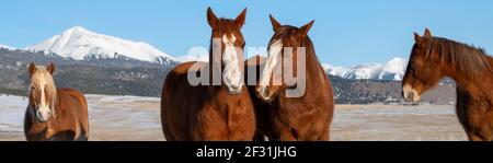 USA, Colorado, Custer County, Westcliffe, Music Meadows Ranch. Sorrel Pferde mit Zugpferd und Sangre de Cristo Bergkette in der Ferne. Stockfoto