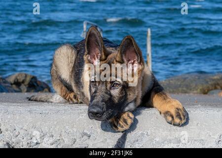 Ein Nahaufnahme Porträt eines fünfzehn Wochen alten Schäferhund Welpen. Blauer Himmel und Meer im Hintergrund Stockfoto