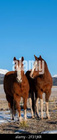 USA, Colorado, Custer County, Westcliffe, Music Meadows Ranch. Sorrel Pferde mit Sangre de Cristo Bergkette in der Ferne. Stockfoto