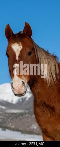 USA, Colorado, Custer County, Westcliffe, Music Meadows Ranch. Sorrel Pferde mit Sangre de Cristo Bergkette in der Ferne. Stockfoto