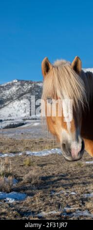 USA, Colorado, Custer County, Westcliffe, Music Meadows Ranch. Entwurf Rasse (Haflinger aka Avelignese) Pferdekopf Detail. Stockfoto