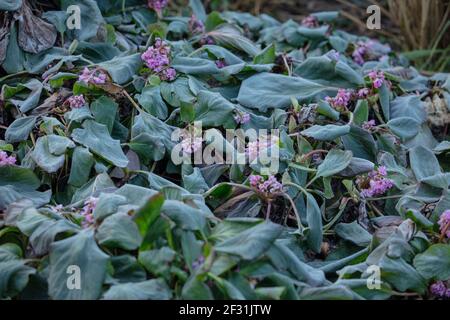Frühmorgendfrost auf den Blättern und Blüten von Bergenia cordifolia in großbritannien im Winter. Stockfoto
