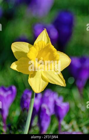 Eine einzelne Narzissenblume vor einem Hintergrund von defokussierte tief Blauer Krokus Stockfoto