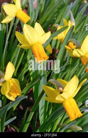 Nahaufnahme der Jet Fire Sorte Narzissen Blume Stockfoto