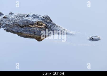 Alligatorkopf vom La Chua Trail in Paynes Prairie Preserve, Gainesville, Florida, USA Stockfoto