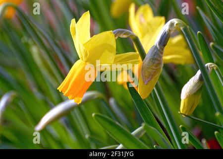 Nahaufnahme der Jet Fire Sorte Narzissen Blume Stockfoto