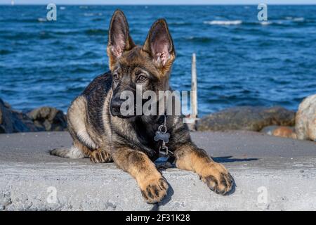 Ein Nahaufnahme Porträt eines fünfzehn Wochen alten Schäferhund Welpen. Blauer Himmel und Meer im Hintergrund Stockfoto