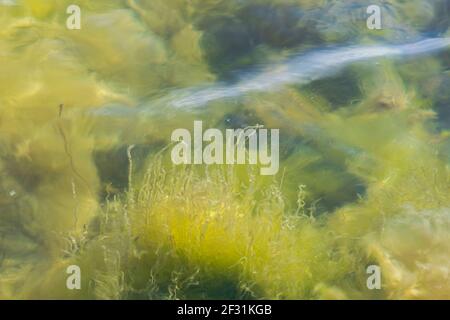 Nahaufnahme des schlammigen Bodens des Sees durch trübiges Wasser. Stockfoto