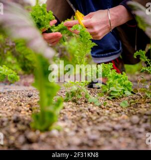 Lockdown-Salat: Ein Gärtner, der selbst angebaute Salatblätter erntet. Stockfoto