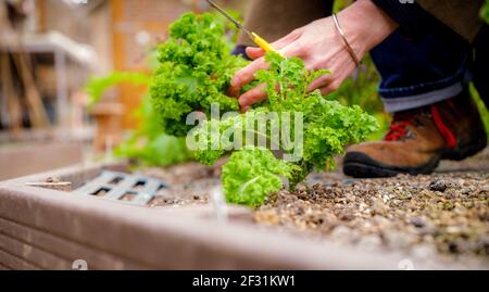 Lockdown-Salat: Ein Gärtner, der selbst angebaute Salatblätter erntet. Stockfoto