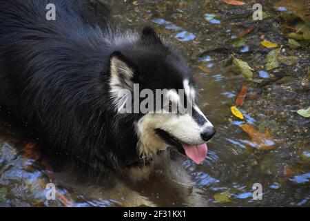 Sibirischer Husky Hund waten in seichtem Wasser und Abkühlung. Stockfoto