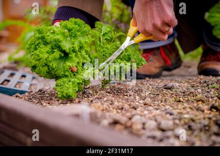 Lockdown-Salat: Ein Gärtner, der selbst angebaute Salatblätter erntet. Stockfoto