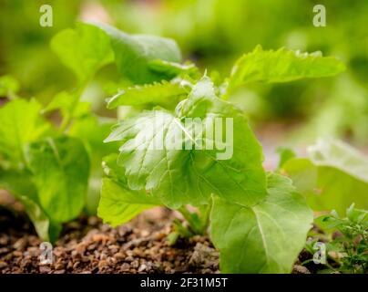 Lockdown-Salat: Ein Gärtner, der selbst angebaute Salatblätter erntet. Stockfoto