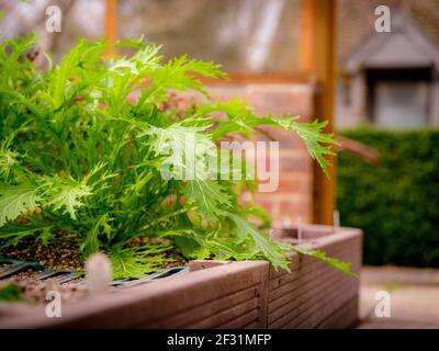 Lockdown-Salat: Ein Gärtner, der selbst angebaute Salatblätter erntet. Stockfoto