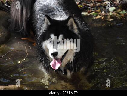 Niedliche Alaskan Malamute Hund watet in flachen Gewässern. Stockfoto