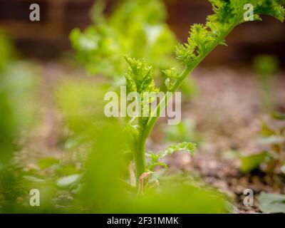 Lockdown-Salat: Ein Gärtner, der selbst angebaute Salatblätter erntet. Stockfoto