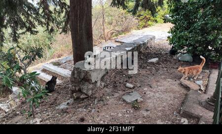 Gruppe von niedlichen streunenden Katzen sitzen auf alten Straßen von Athen unter grünem Baum. Griechenland Katzenleben Stockfoto