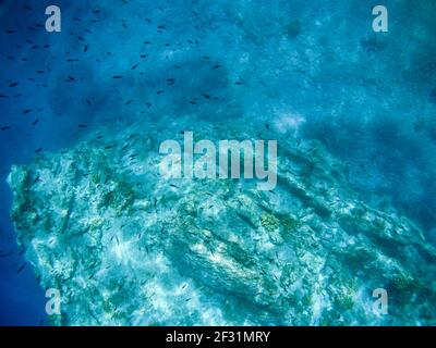 Unterwasser große Gruppe von schwarzen Fischen, die um Felsen herum schwimmen, Szene in blauem klarem Wasser des Ionischen Meeres in Griechenland. Tauchen, Fische tief im wilden Meer beobachten Stockfoto