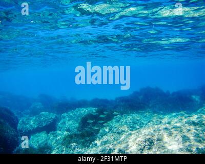 Unterwasseransicht vom Meeresgrund mit Felsen und Algen in blau klarem Wasser des Ionischen Meeres in Griechenland. Tauchen, Fische tief im wilden Meer beobachten Stockfoto