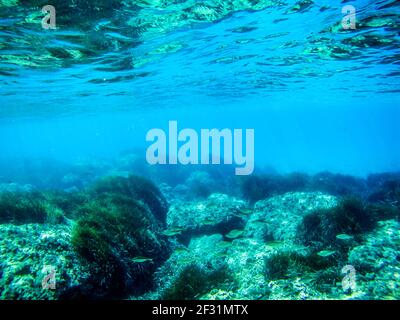 Unterwasseransicht auf Meeresgrund mit Felsen und Algen in blau klaren Gewässern des Ionischen Meeres in Griechenland. Tauchen, Fische tief im wilden Meer beobachten Stockfoto