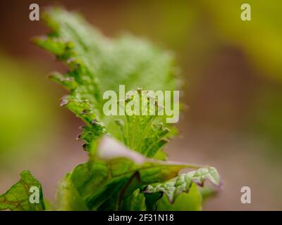 Lockdown-Salat: Ein Gärtner, der selbst angebaute Salatblätter erntet. Stockfoto