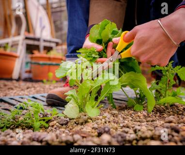 Lockdown-Salat: Ein Gärtner, der selbst angebaute Salatblätter erntet. Stockfoto