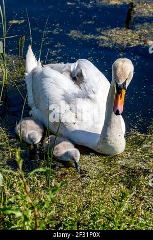 Ein Schwan und Cygnets schwimmen in einem Bach in der Frühlingssonne Stockfoto